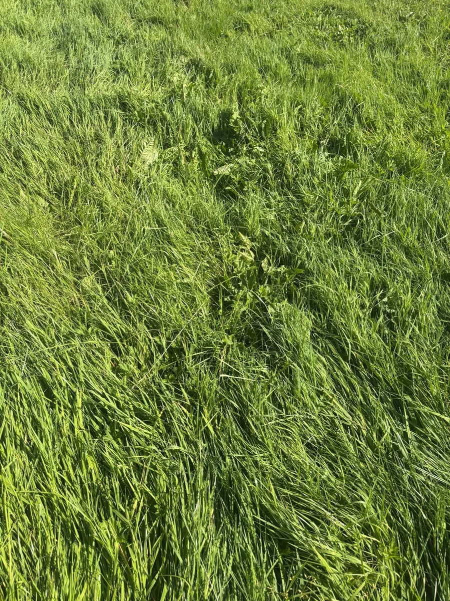 Good Quality Grass for zero grazing - Image 2