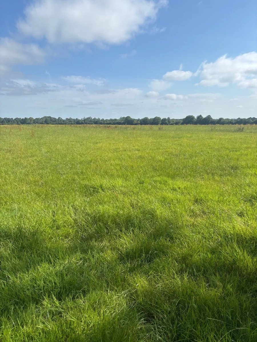 Good Quality Grass for zero grazing - Image 3