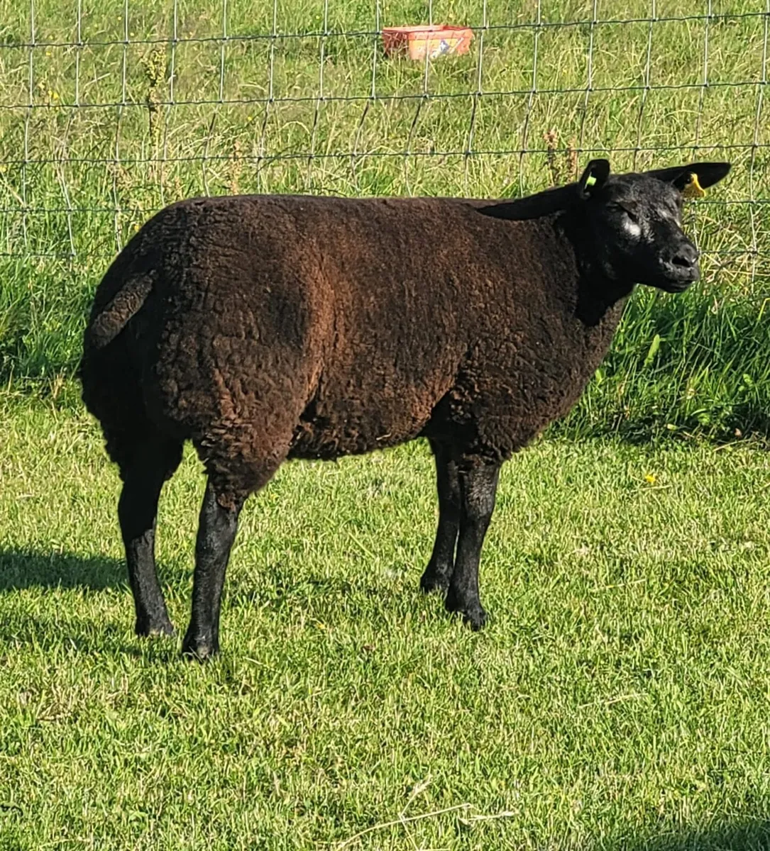 Pedigree reg Badger face texel ewe lamb - Image 2