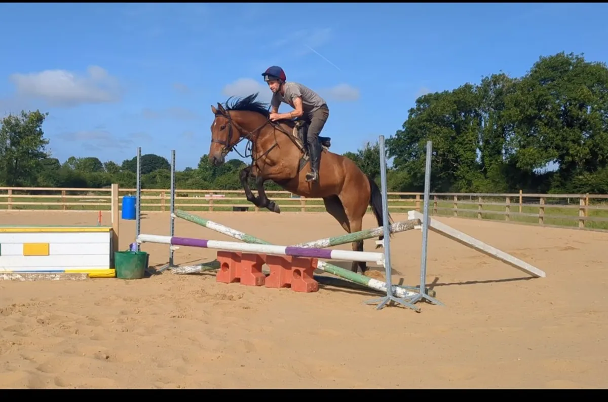 4YR OLD SPORT HORSE - Image 1