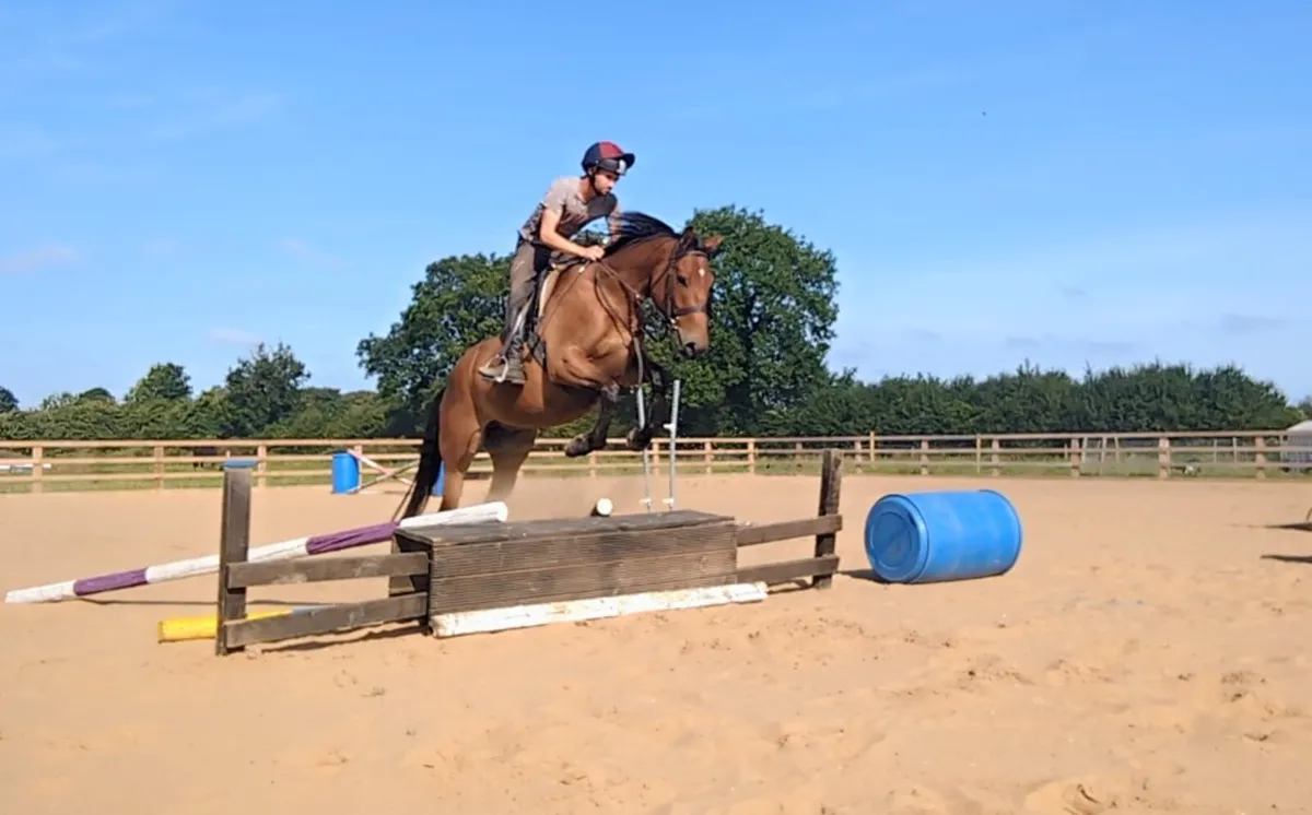 4YR OLD SPORT HORSE - Image 3