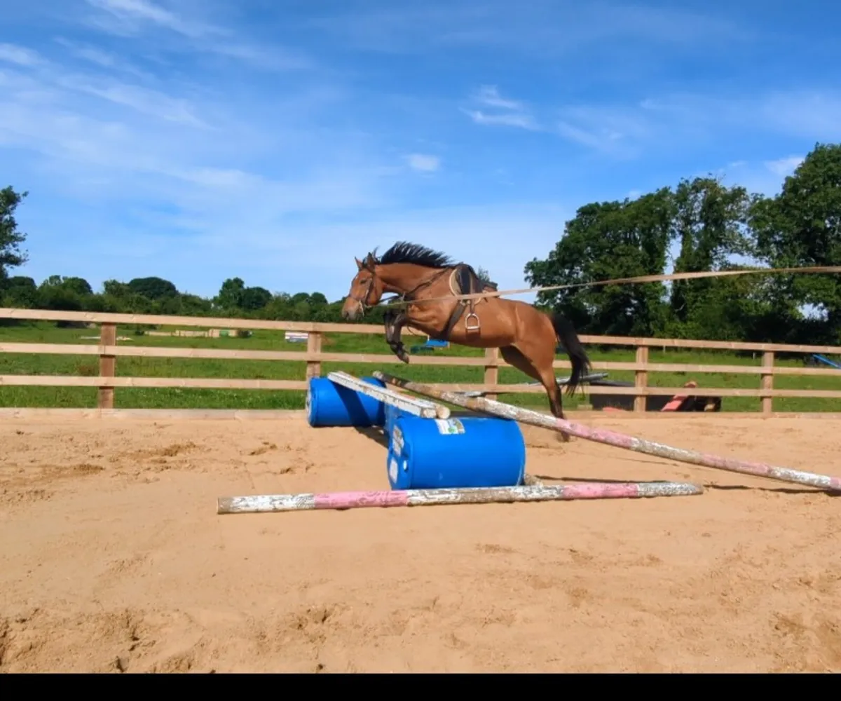 4YR OLD SPORT HORSE - Image 4