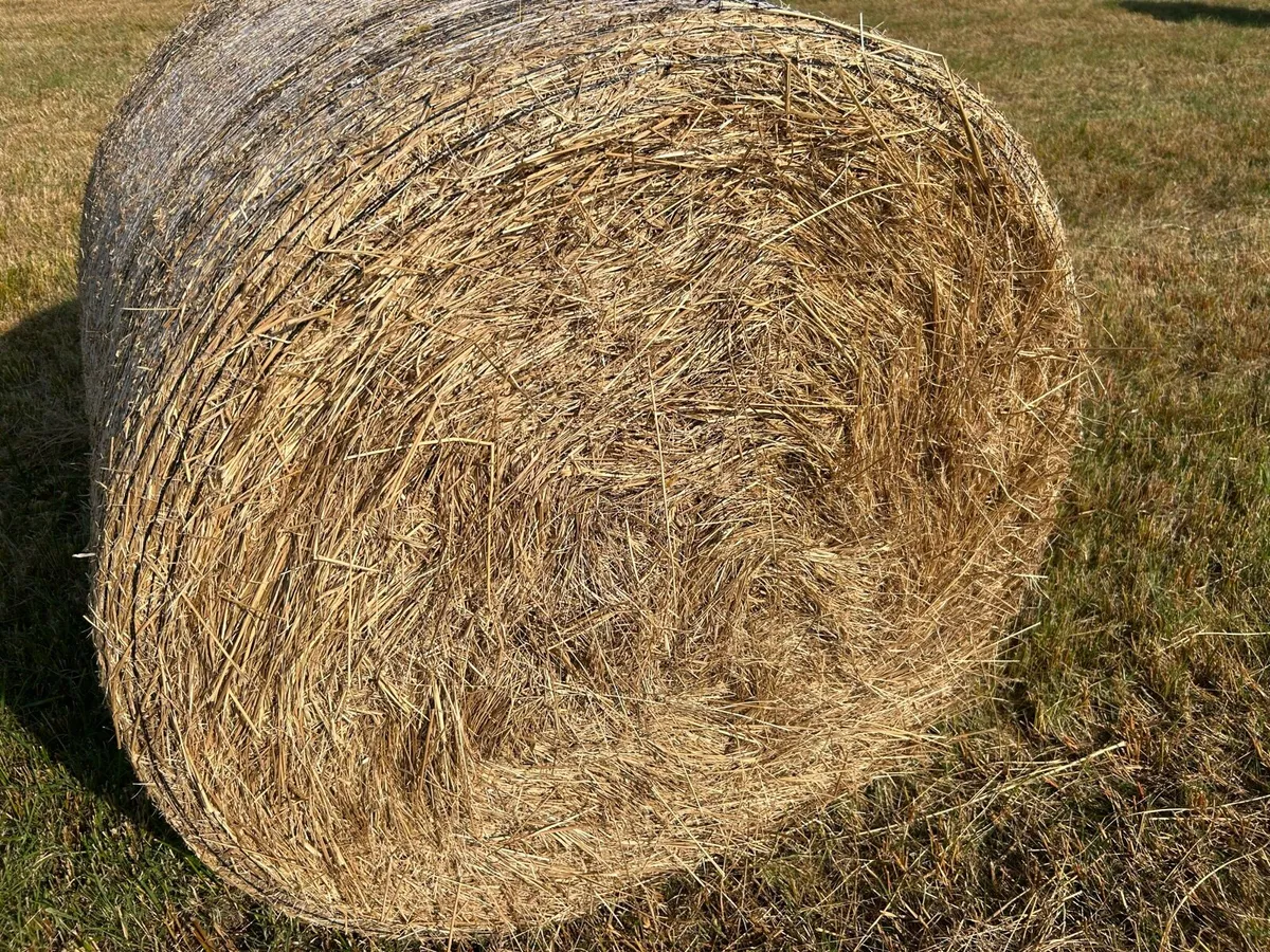 Coarse Hay - Image 1
