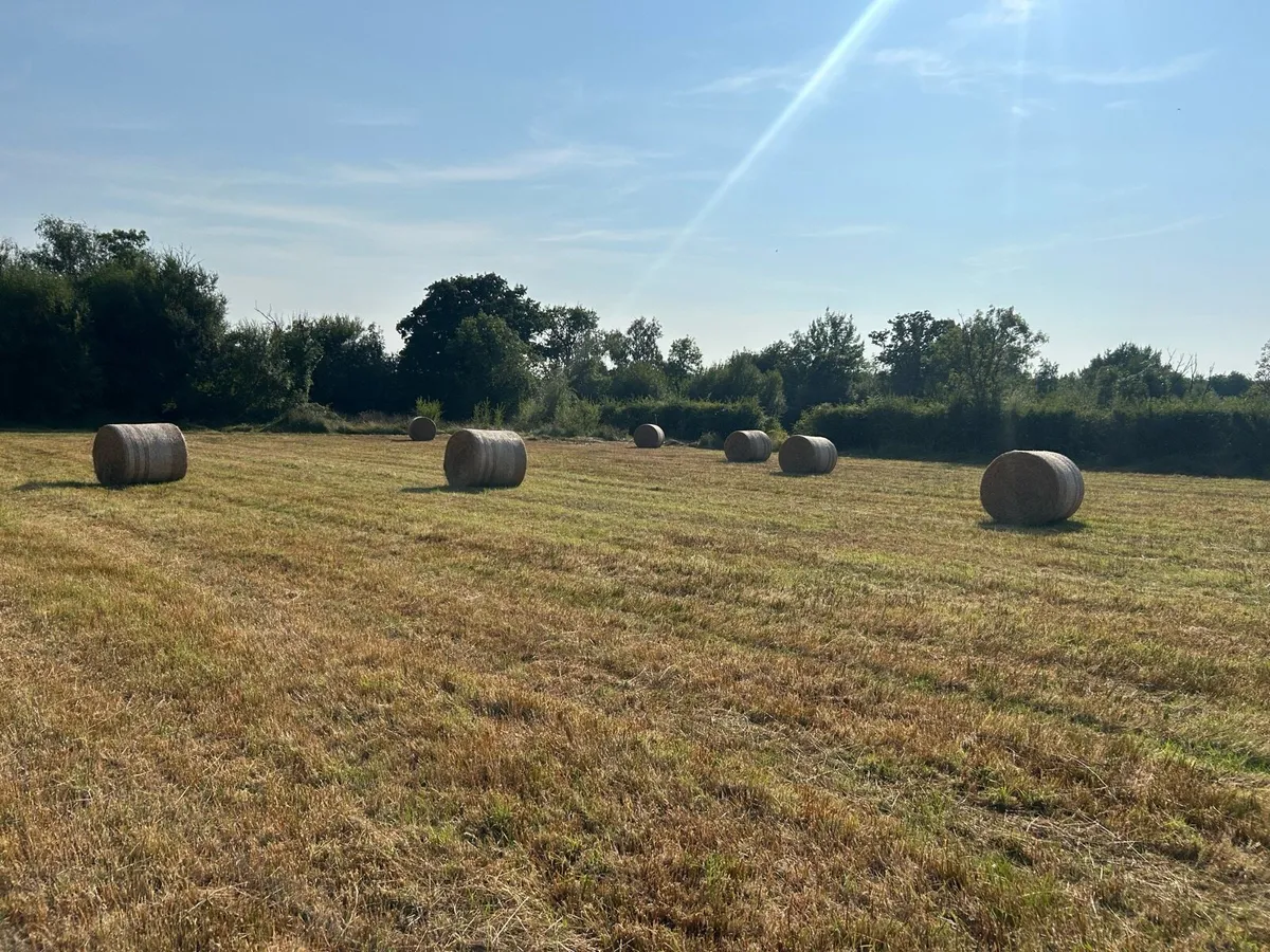 Coarse Hay - Image 2