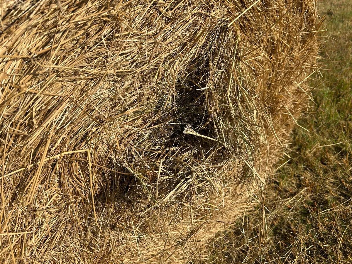 Coarse Hay - Image 3