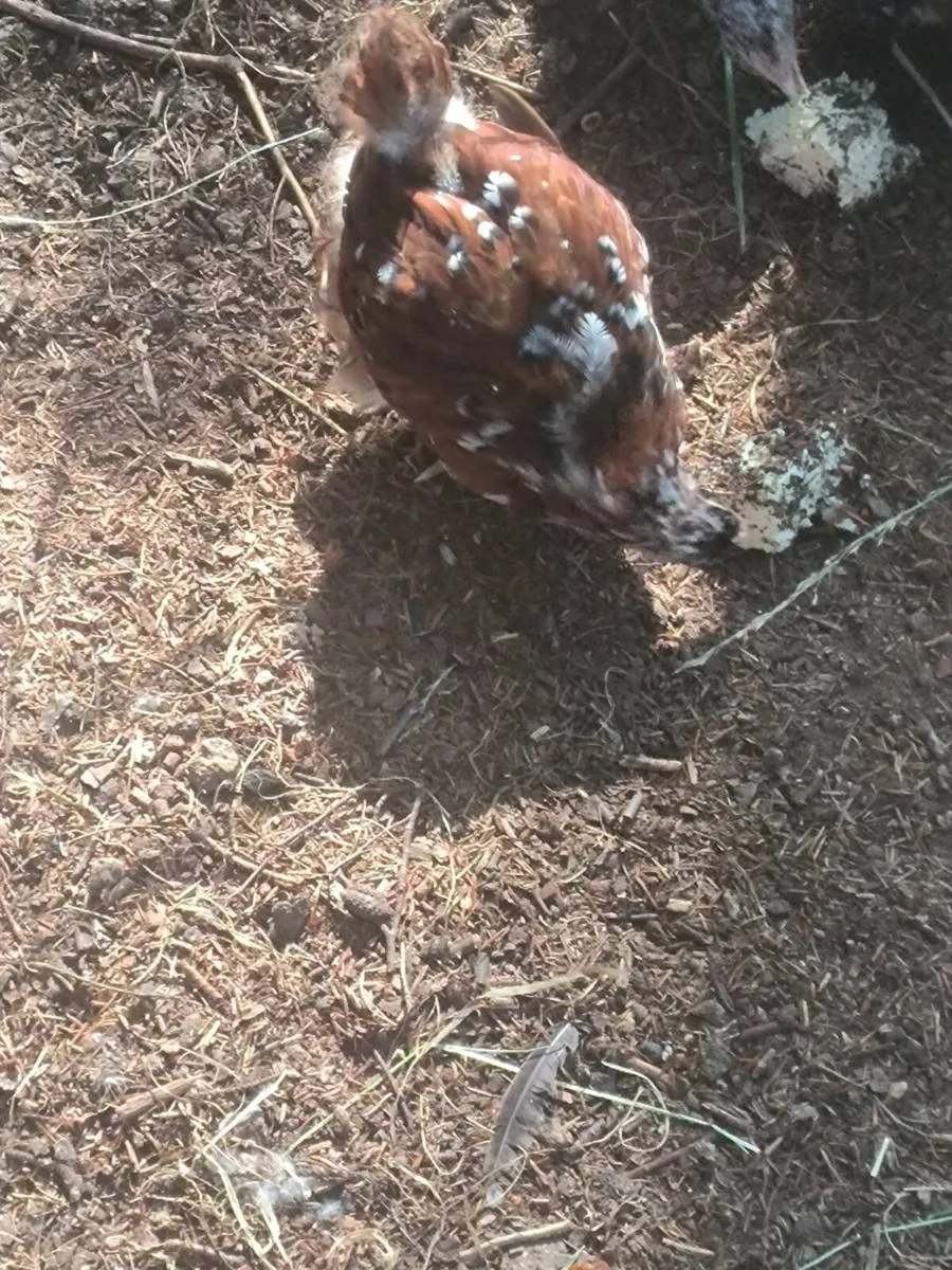 Few hens and roosters/drakes - Image 2