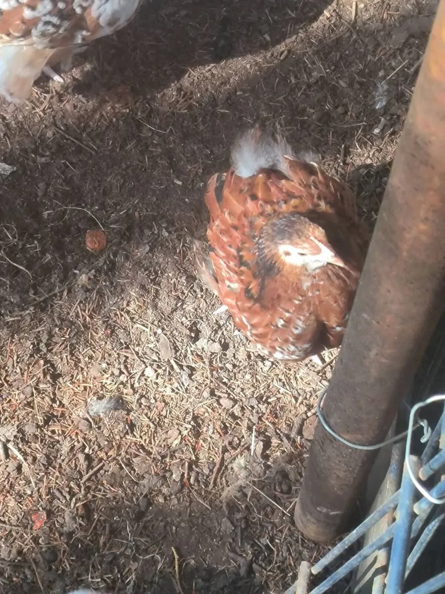 Few hens and roosters/drakes - Image 3