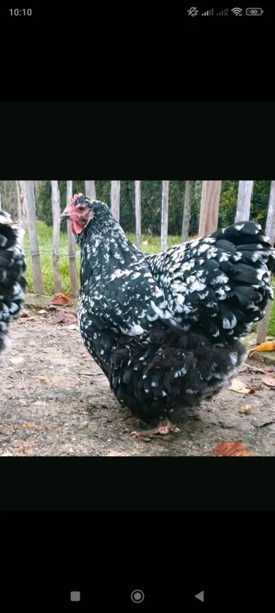 Few hens and roosters/drakes - Image 1