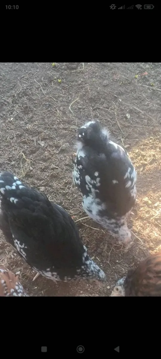 Few hens and roosters/drakes - Image 4