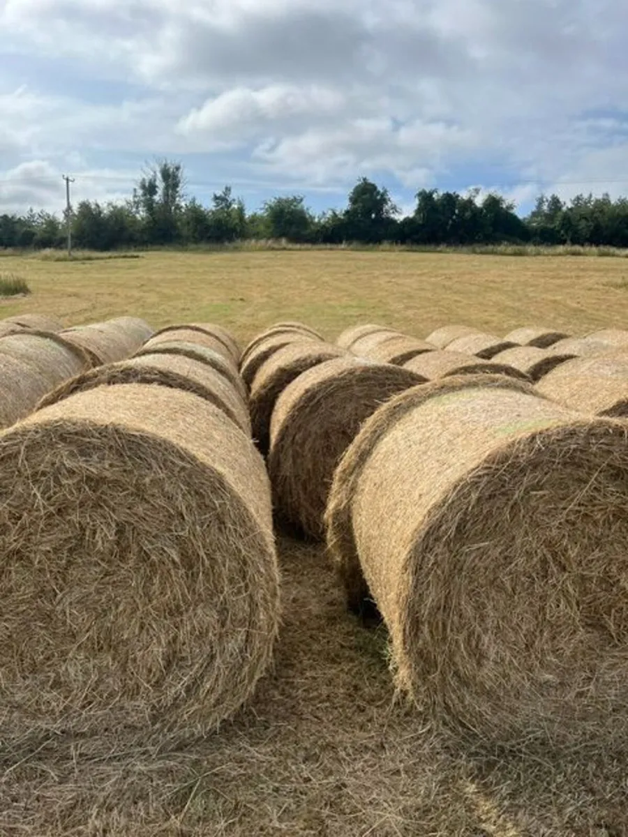 Round hay bales - Image 2