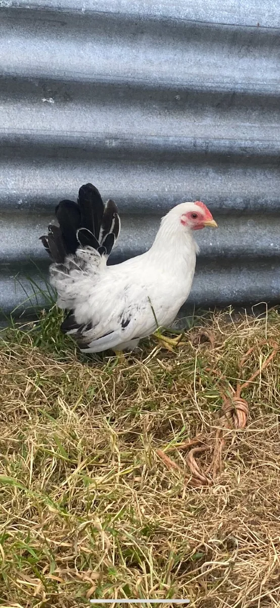 Bantams growers and hens - Image 3