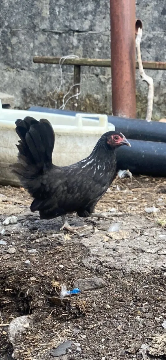 Bantams growers and hens - Image 4