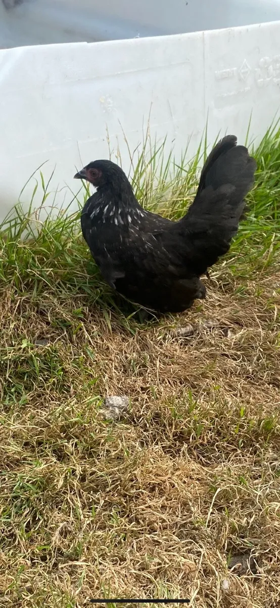 Bantams growers and hens - Image 2