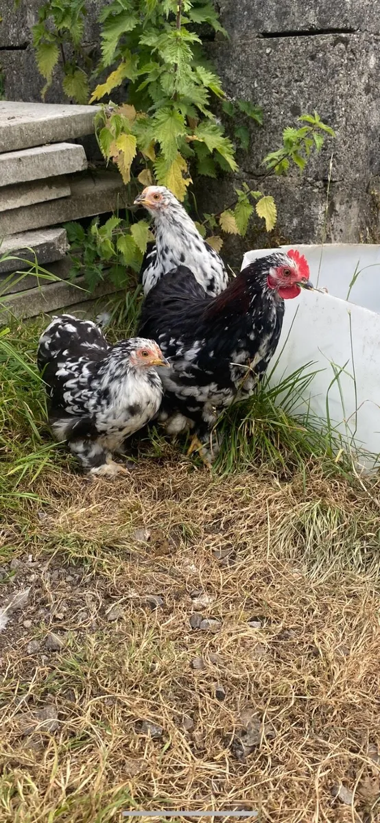 Bantams growers and hens - Image 1