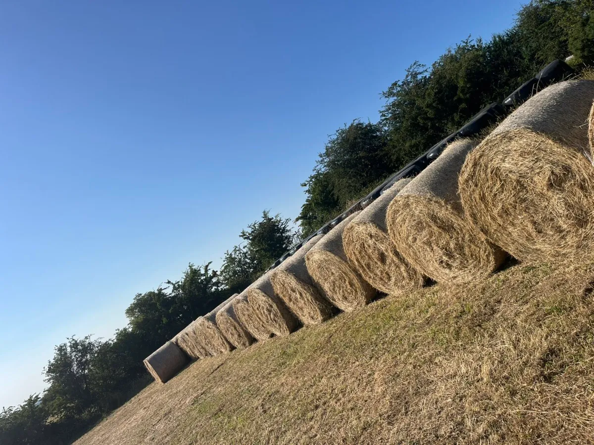 Hay - Image 2