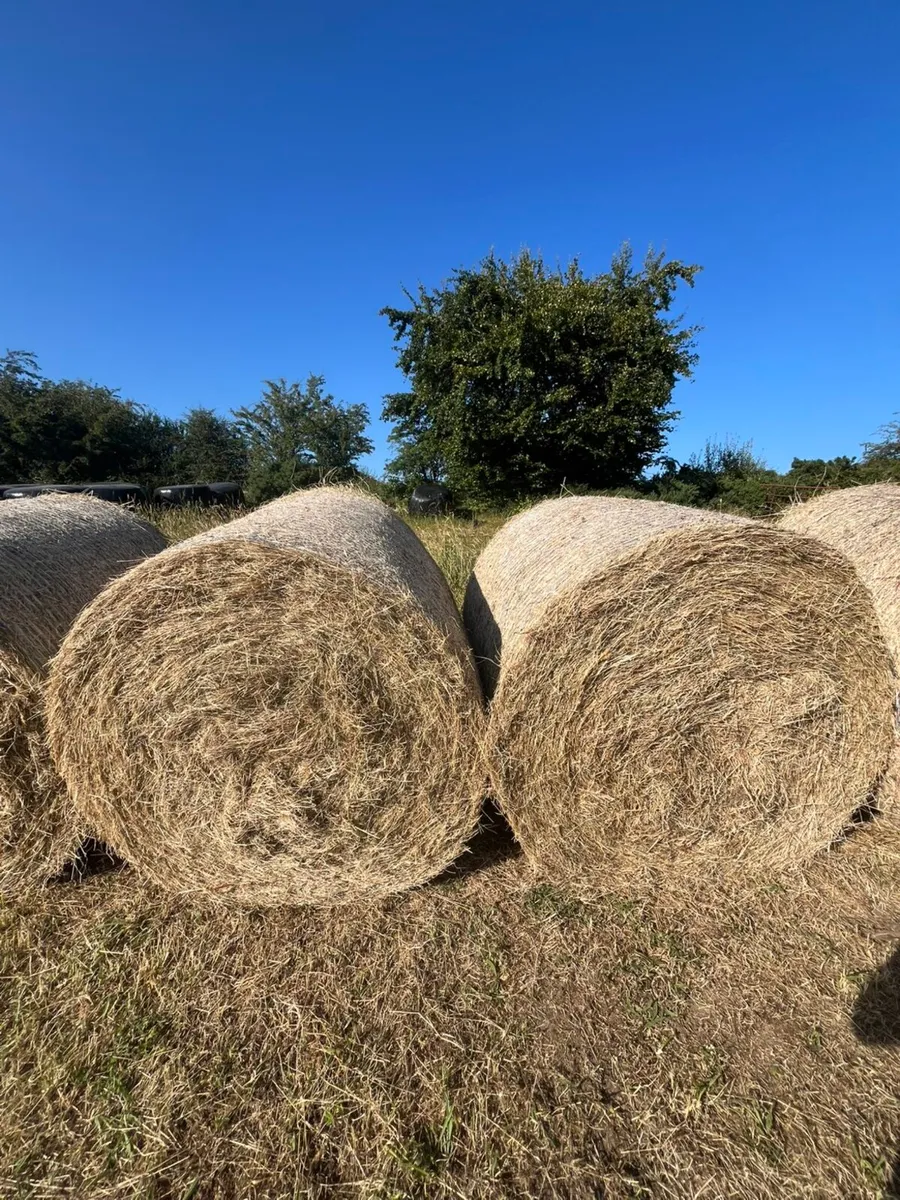 Hay - Image 1