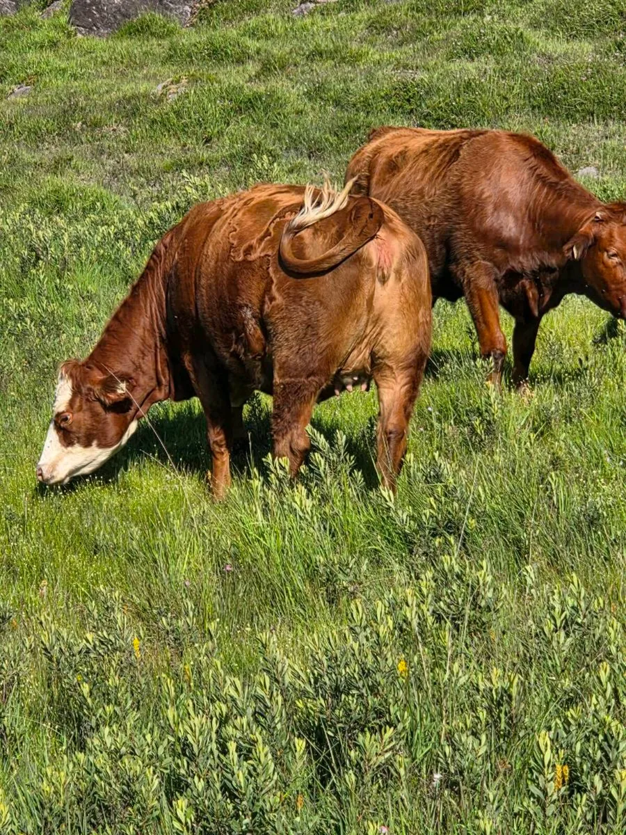 Incalf Heifers - Image 4