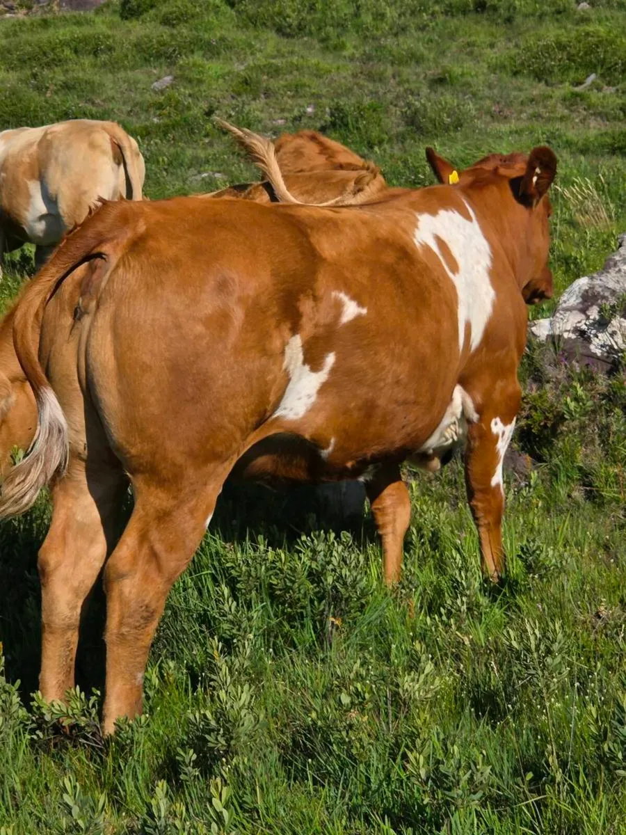 Incalf Heifers - Image 1