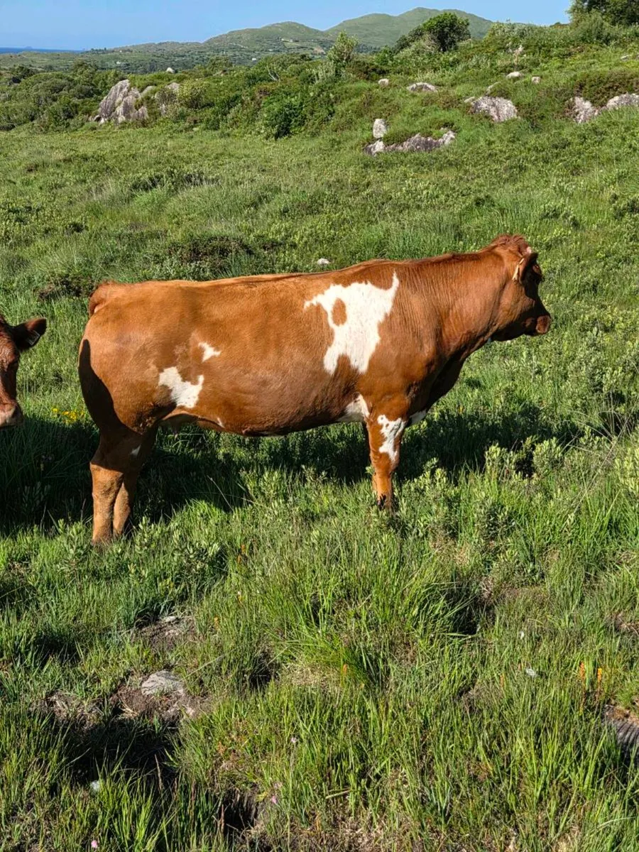 Incalf Heifers - Image 2