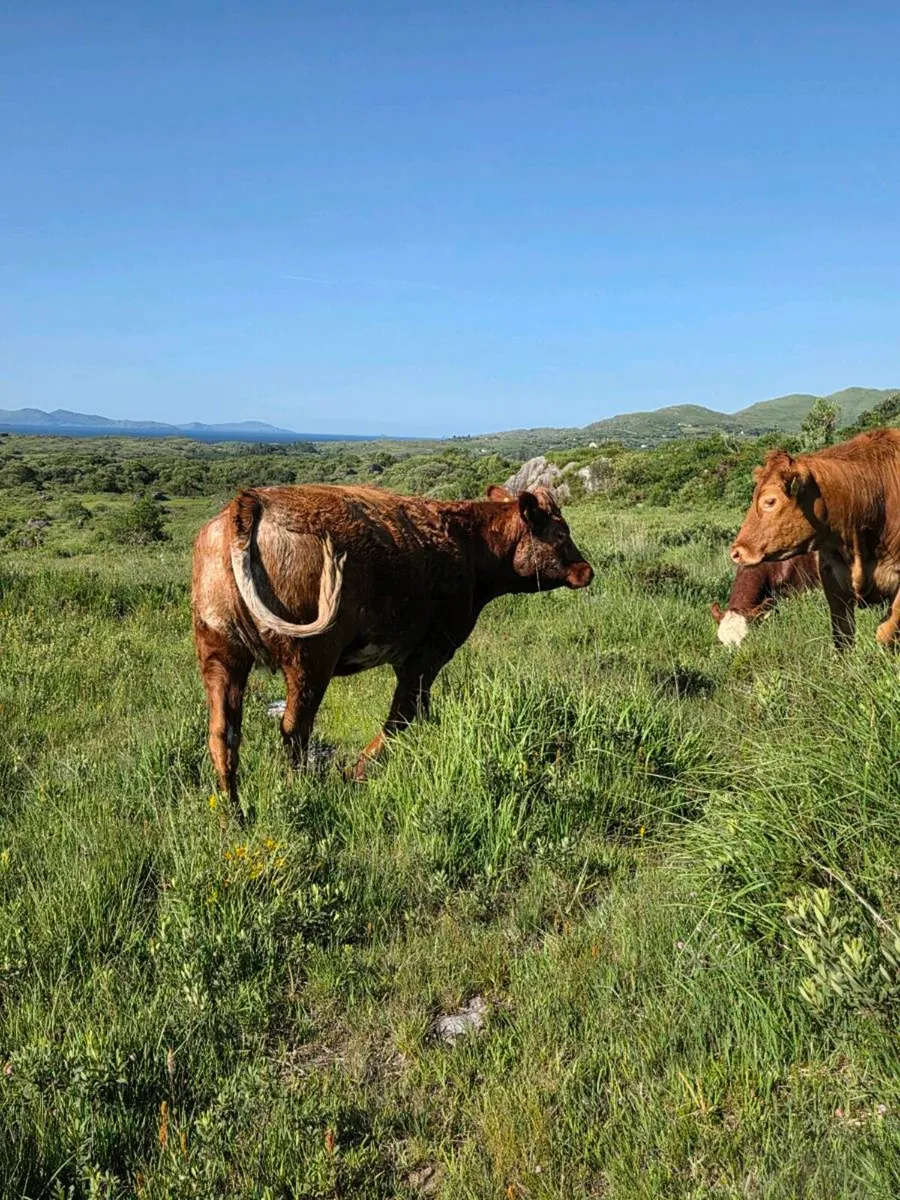 Incalf Heifers - Image 3