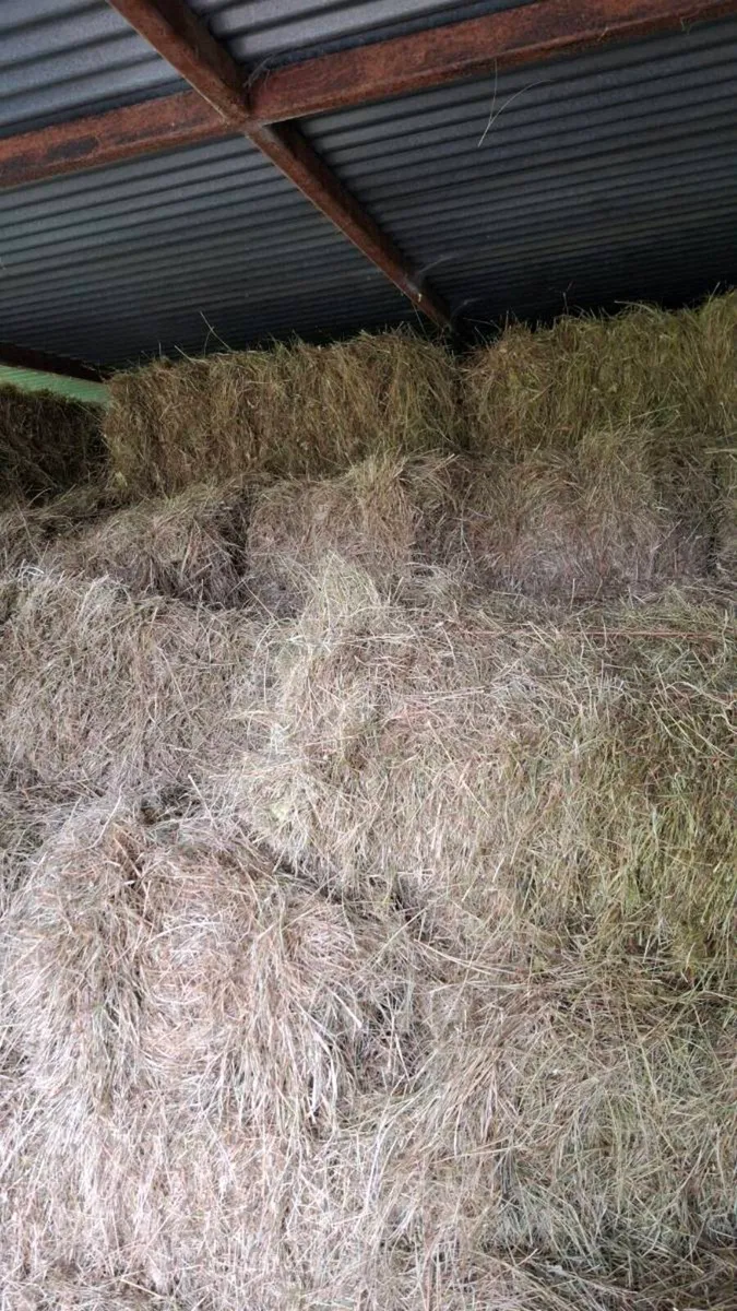 Hay