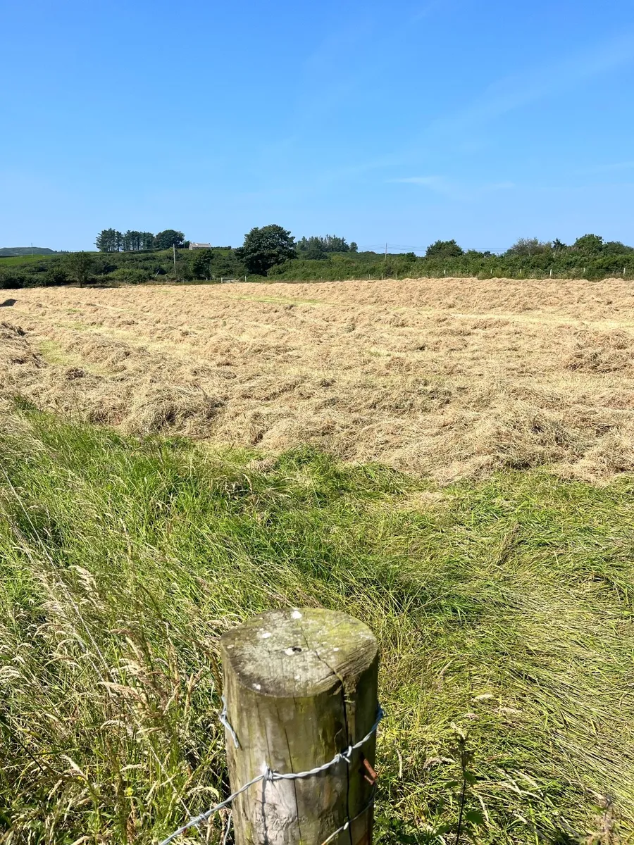 Hay - Image 2