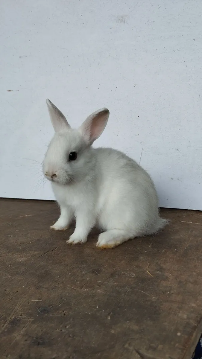 Dwarf rabbit 🐰 - Image 2