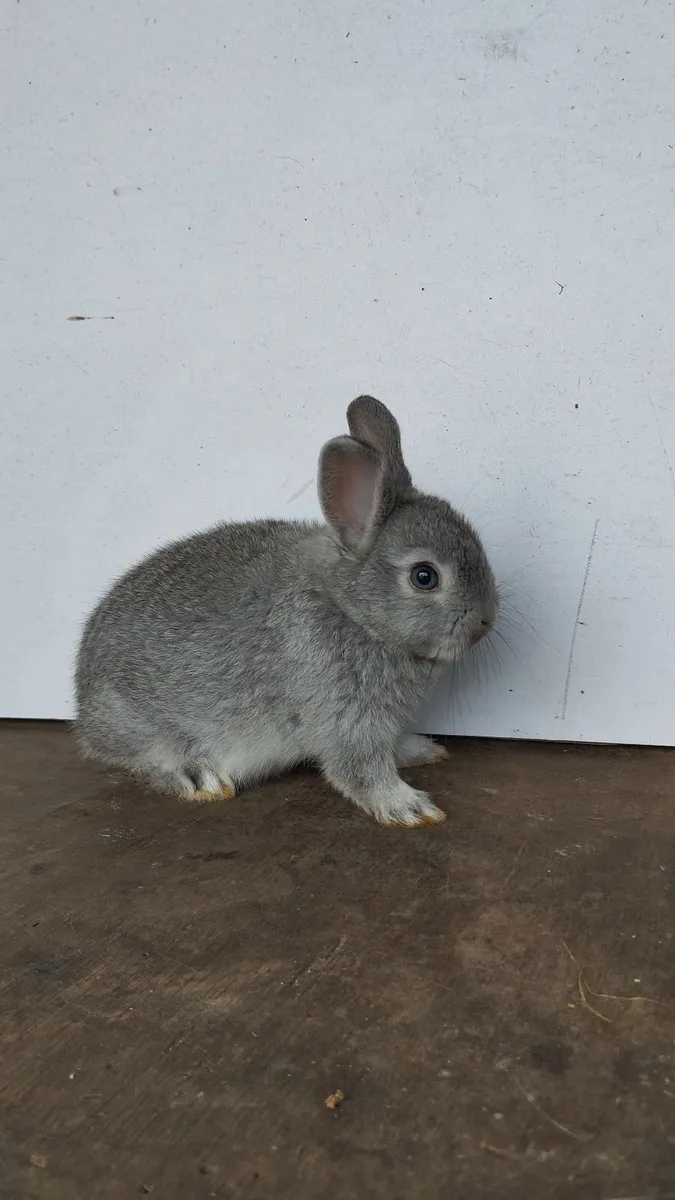 Dwarf rabbit 🐰 - Image 3