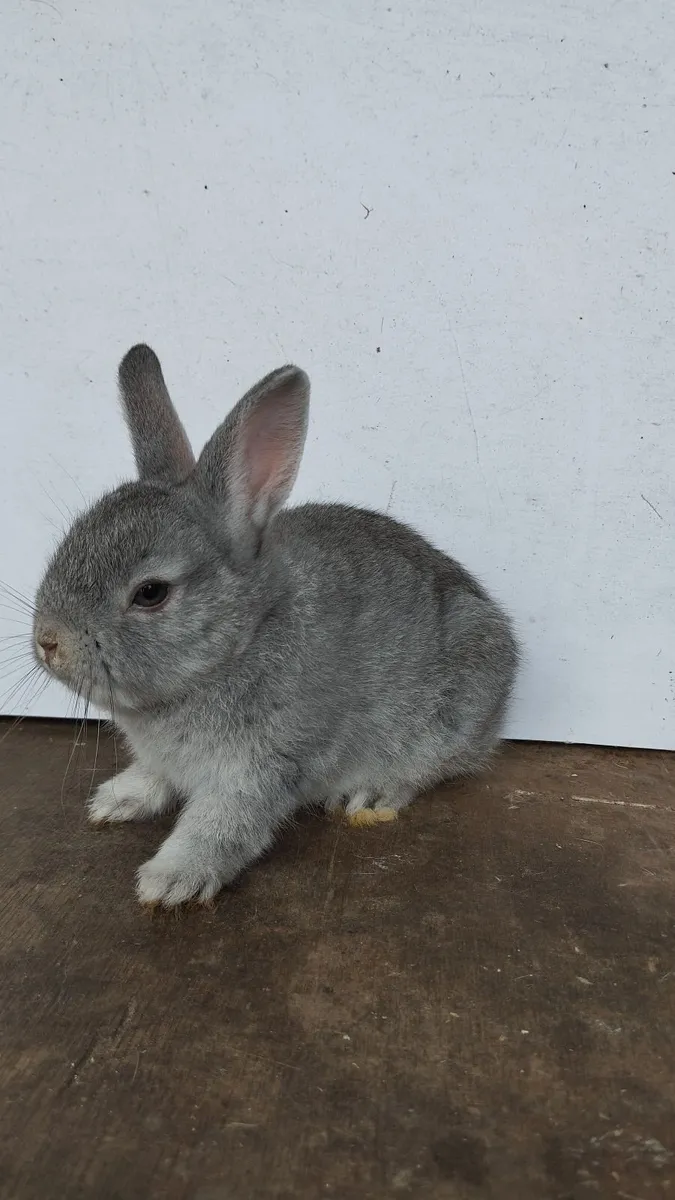 Dwarf rabbit 🐰 - Image 4