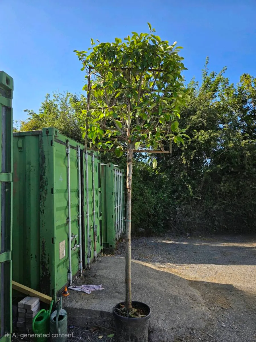 Pleached Trees - Image 1