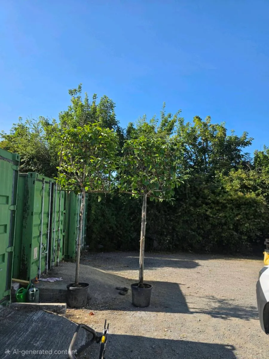 Pleached Trees - Image 3