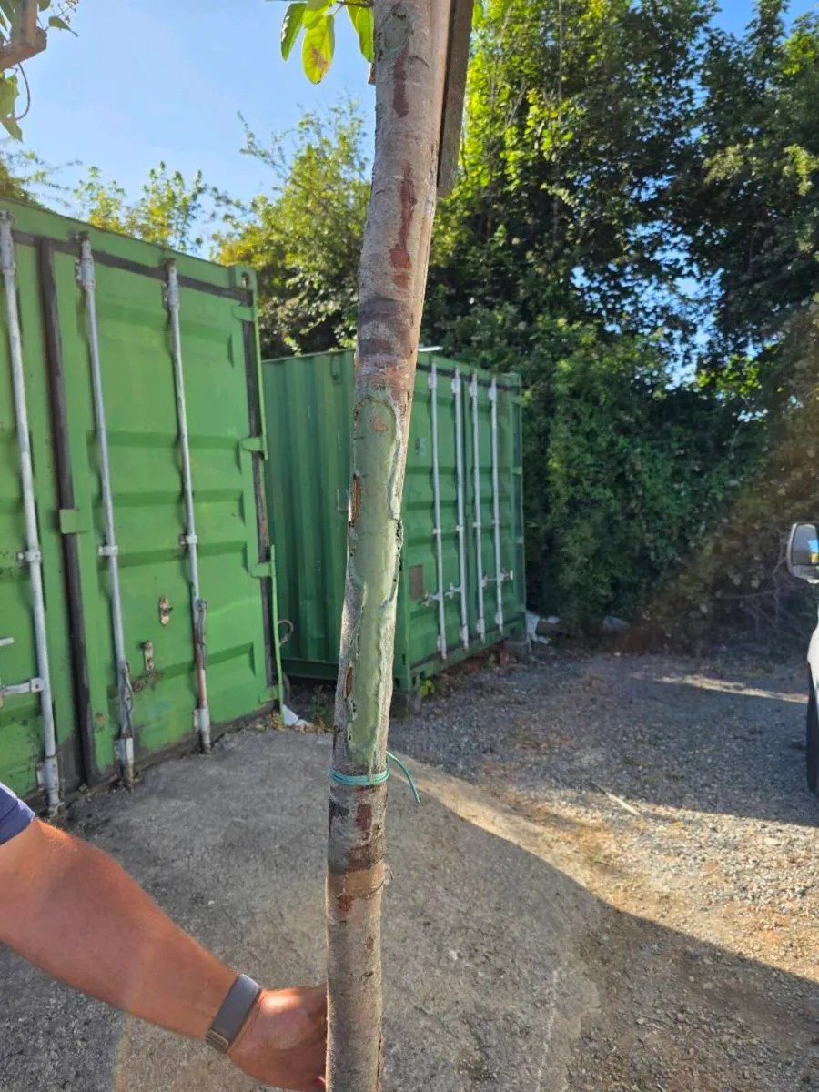 Pleached Trees - Image 4