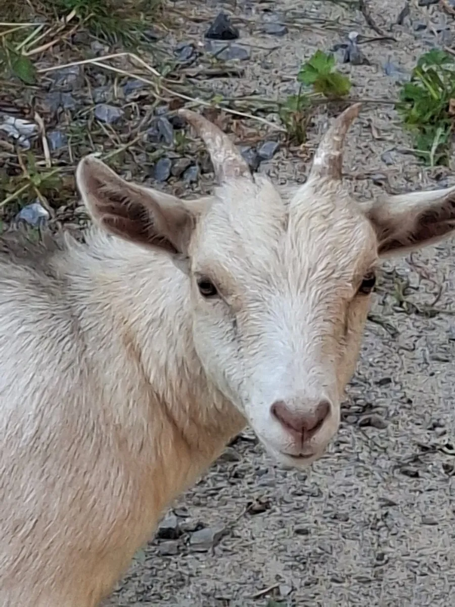 pygmy goats - Image 1