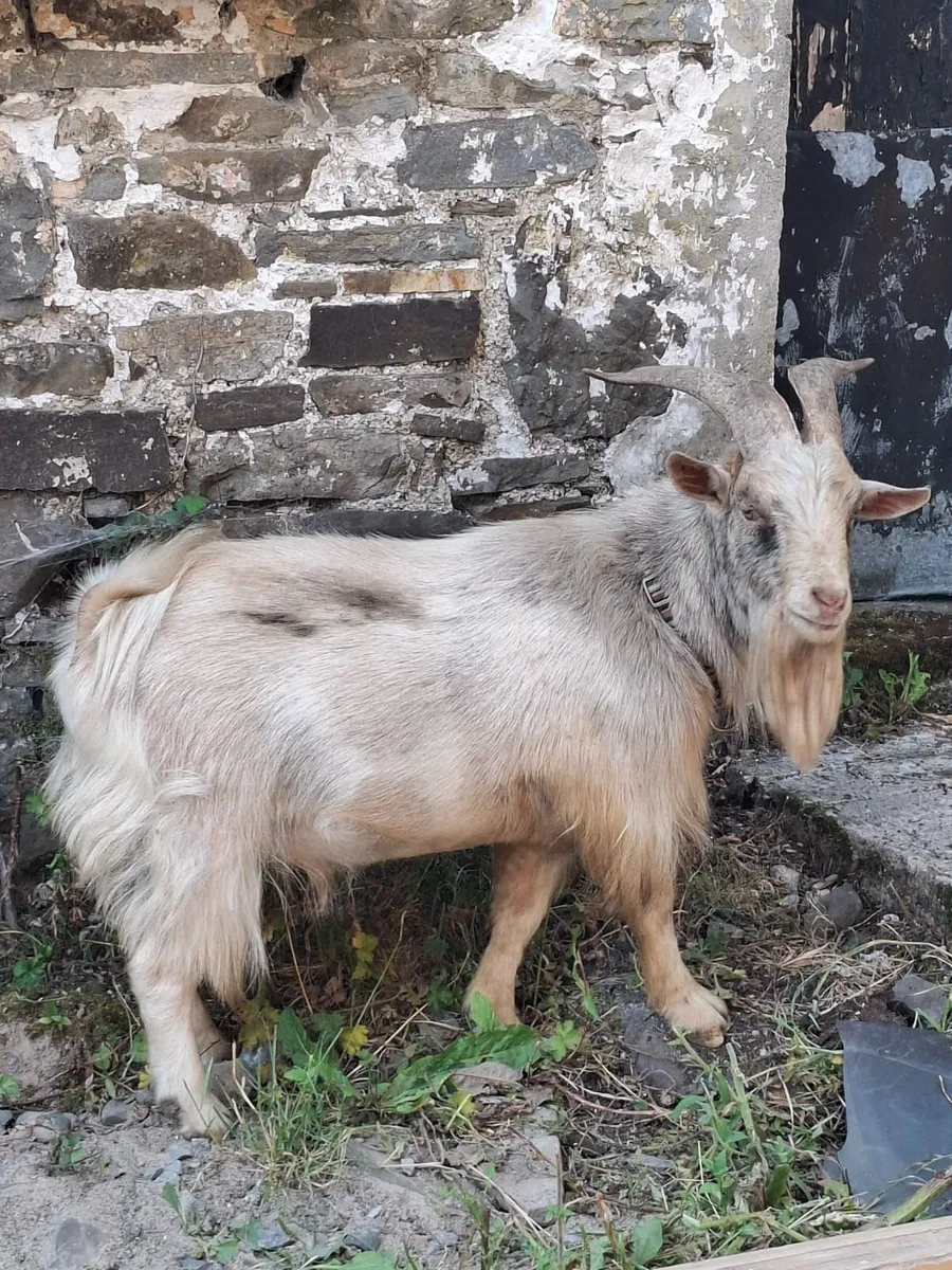 pygmy goats - Image 2