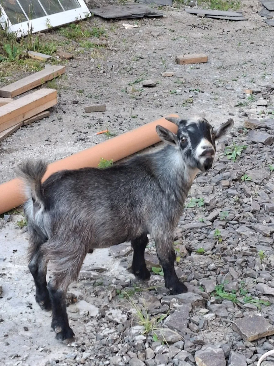 pygmy goats - Image 3
