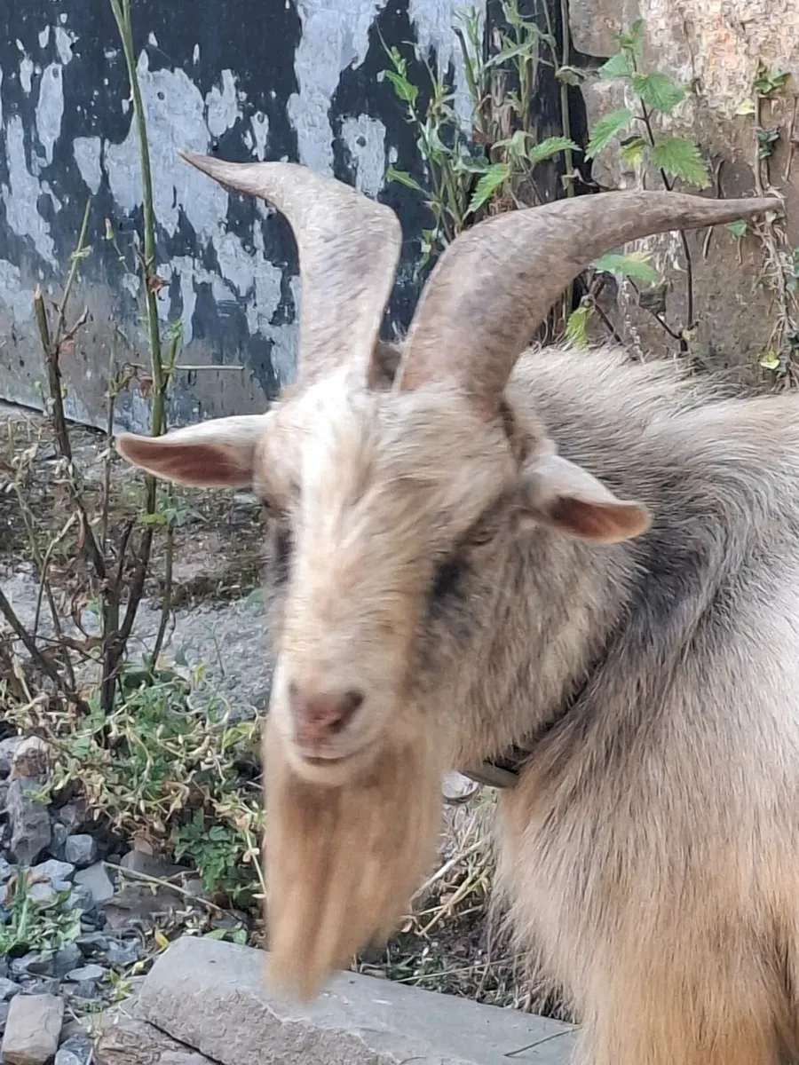 pygmy goats - Image 4