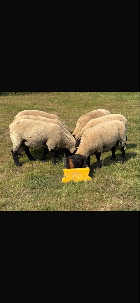 6 Purebred New Zealand suffolk rams - Image 1