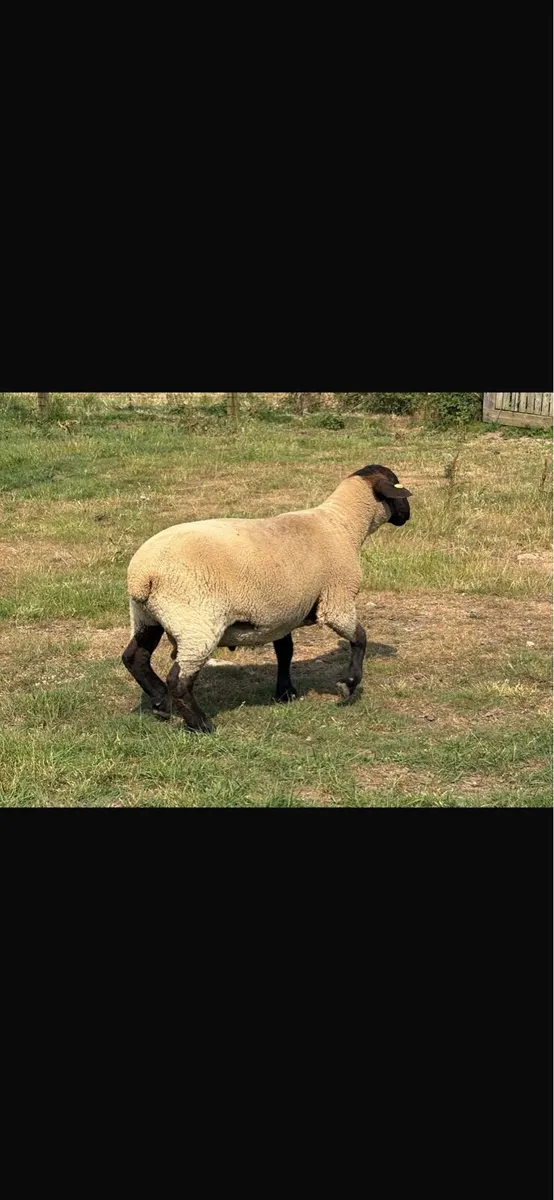 6 Purebred New Zealand suffolk rams - Image 2