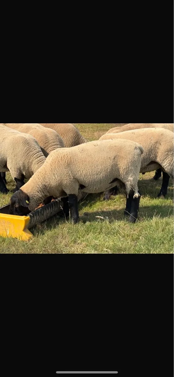 6 Purebred New Zealand suffolk rams - Image 3