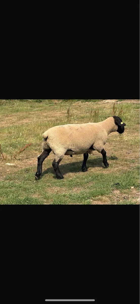 6 Purebred New Zealand suffolk rams - Image 4