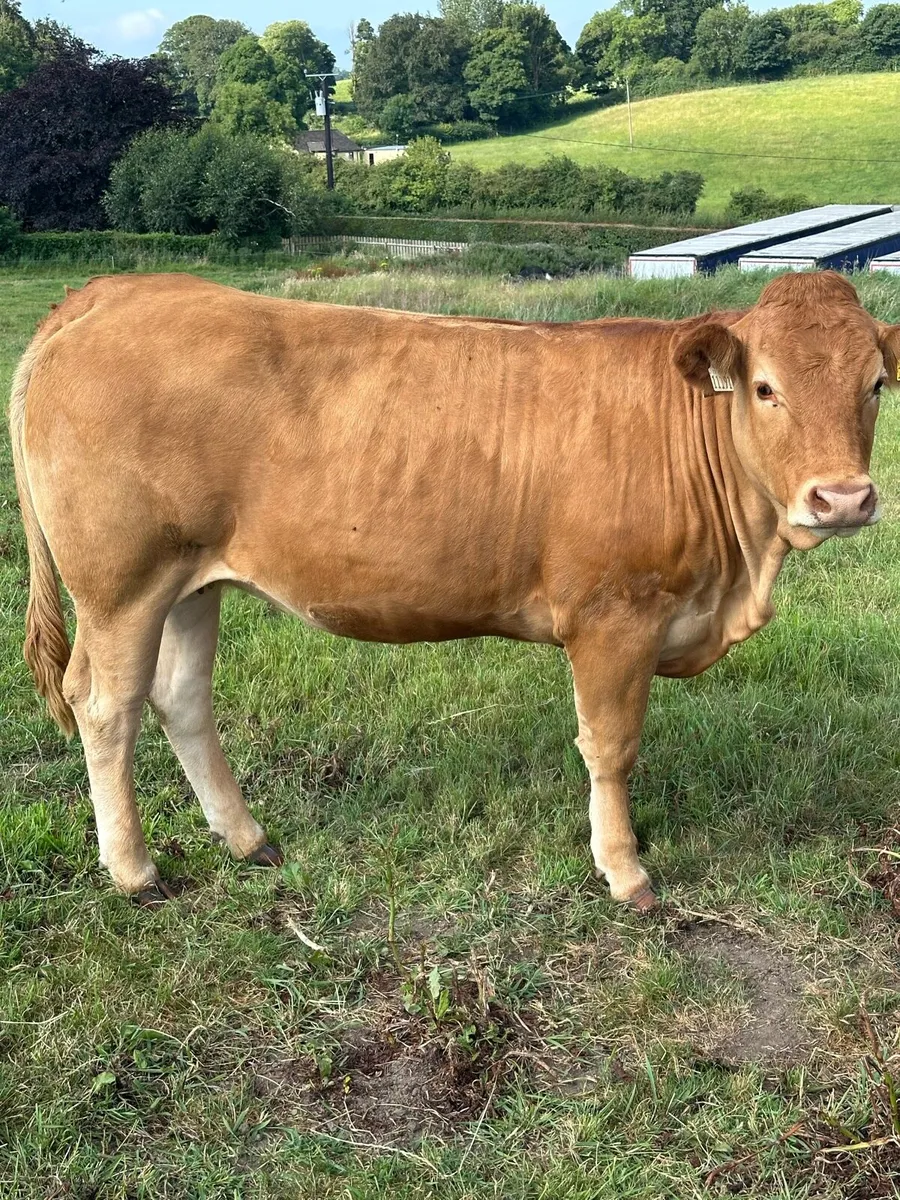 5 Limousin heifers - Image 1