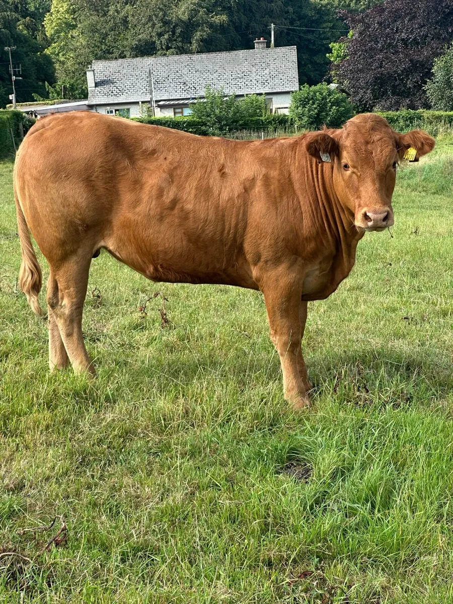 5 Limousin heifers - Image 2