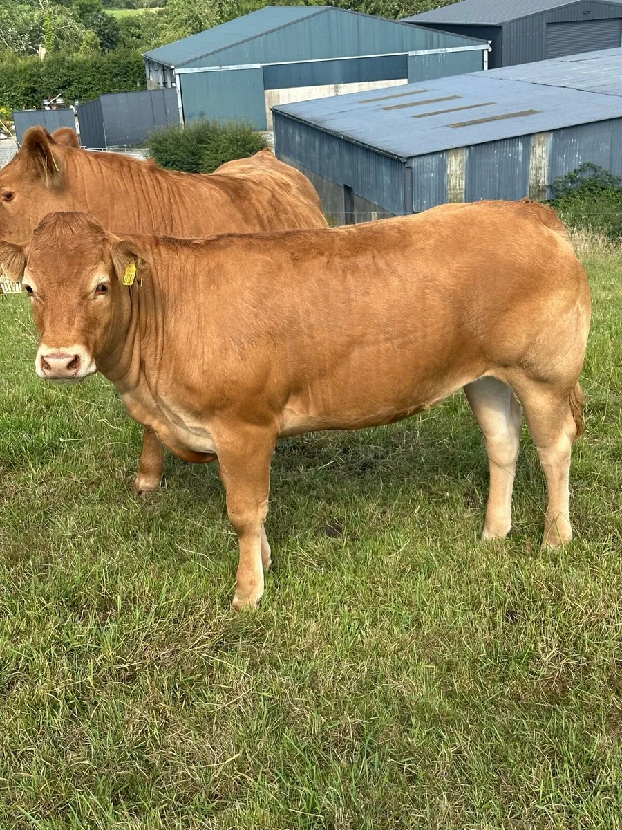 5 Limousin heifers - Image 3