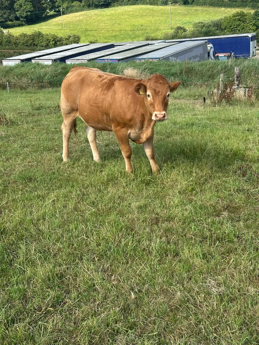 5 Limousin heifers - Image 4