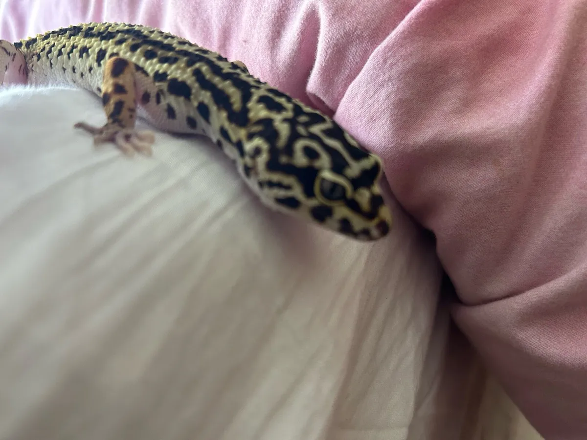 Leopard gecko and terrarium - Image 2