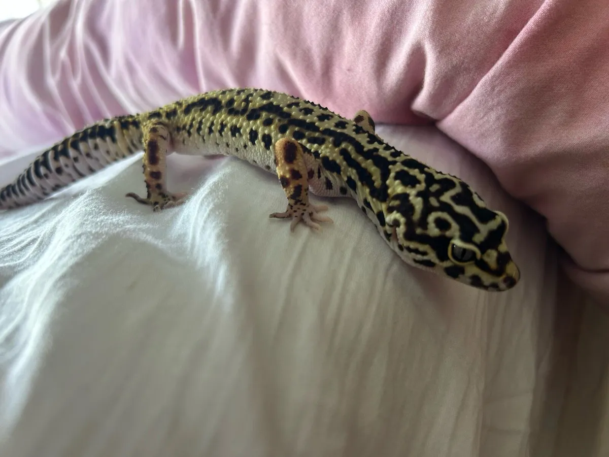 Leopard gecko and terrarium - Image 3