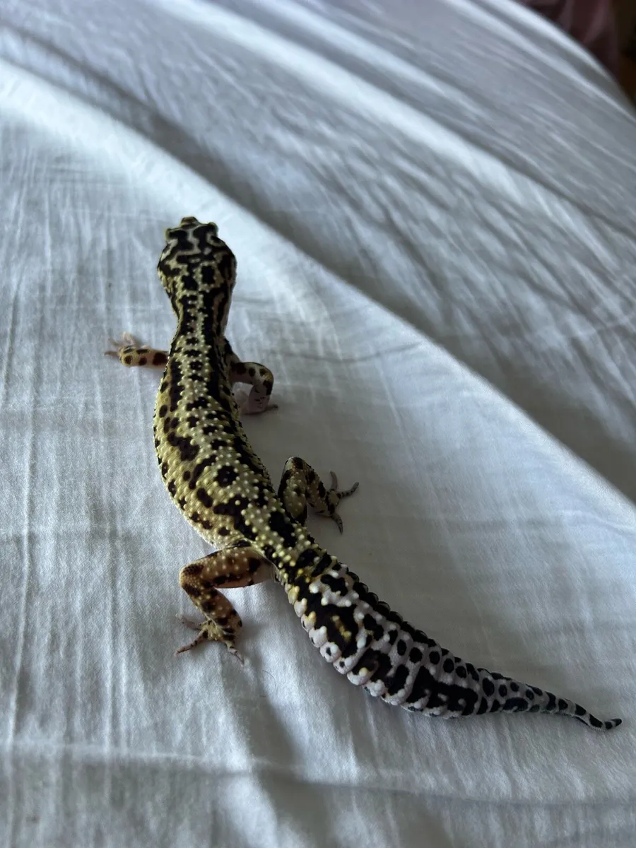 Leopard gecko and terrarium - Image 4