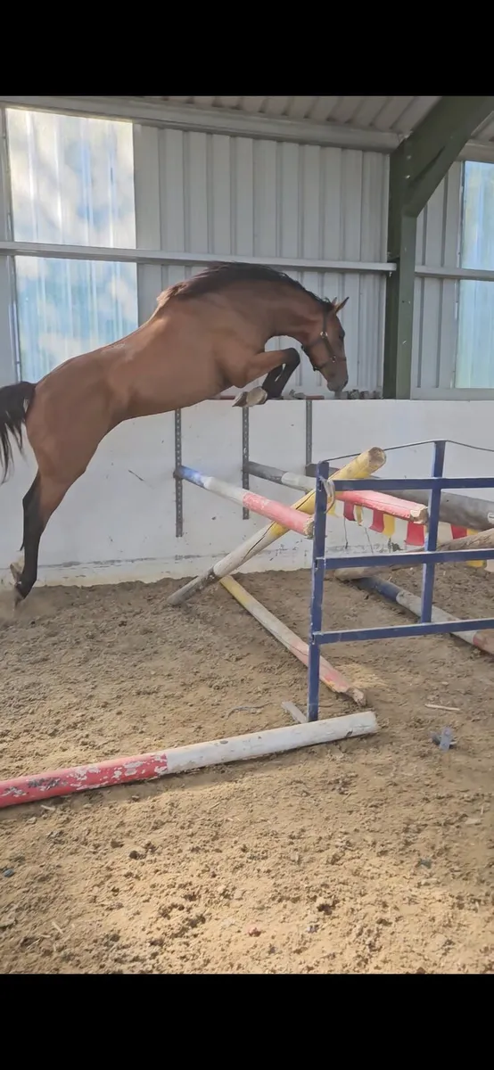 16.2 TULLABEG FUSION 4YO - Image 1