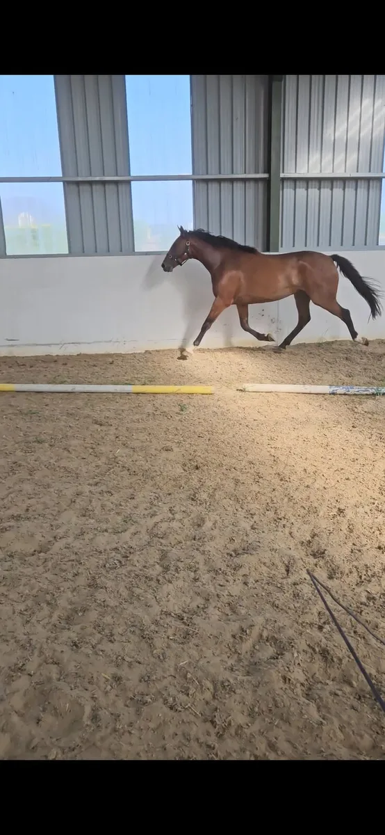 16.2 TULLABEG FUSION 4YO - Image 4