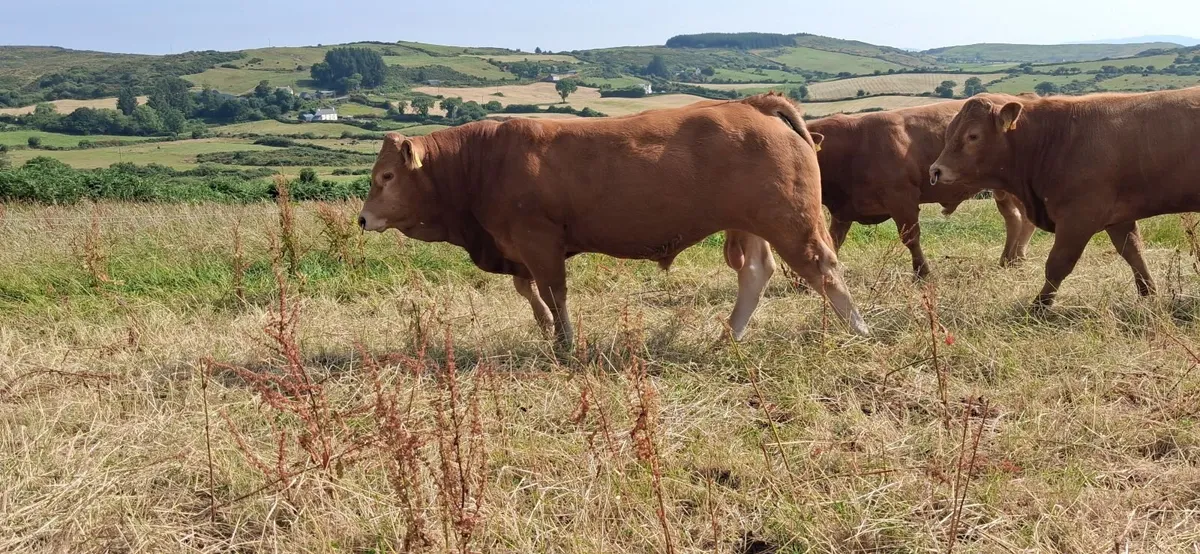 TOP QUALITY PEDIGREE REGISTERED LIMOUSIN BULLS - Image 4